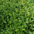 Té Verde