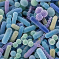 Probioticos